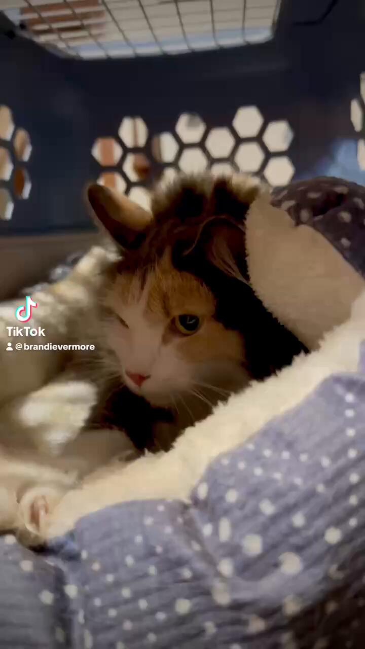 New Intake: Pregnant Mama Cat